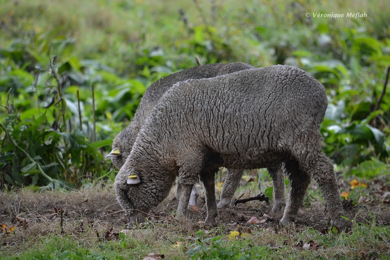 Mérinos de Rambouillet