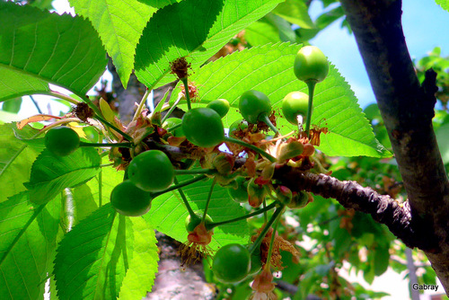 Cerises vertes et fleurs du néflier