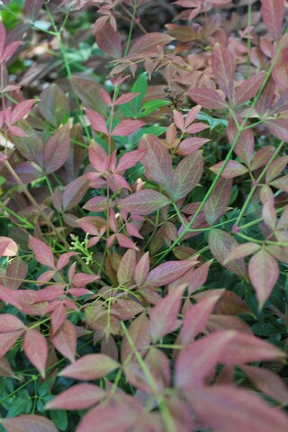 nandina domestica Obsessed