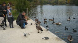 les oies du lac