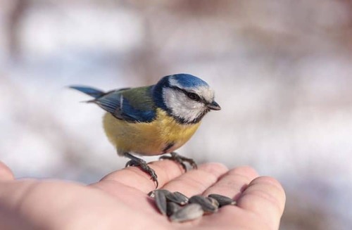 La mésange bleue