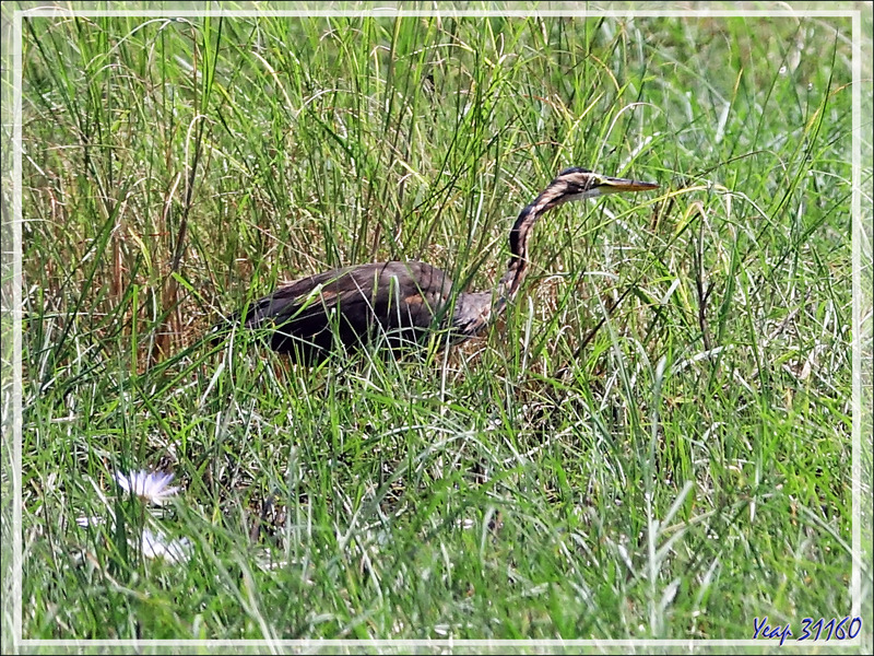 Héron pourpré, Purple Heron (Ardea purpurea) - Safari nautique - Parc National de Chobe - Botswana