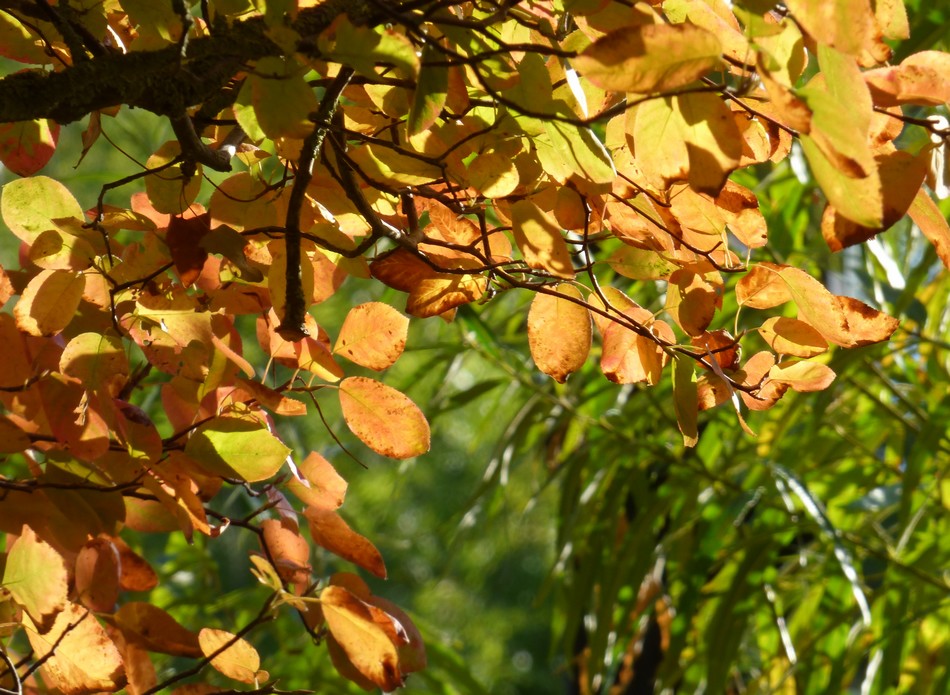 En couleur, la nature