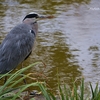 Héron parc de Sceaux