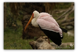 Tantale ibis - Sigean