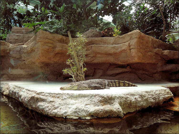 Photos de crocodile du Nil (Zoo de la Palmyre)