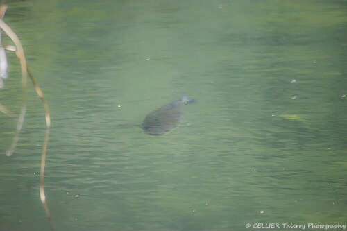 Black bass en plein frai - saint jean de chevelu - savoie