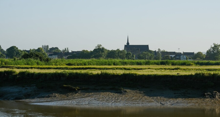 Dans le marais, à Lavau sur Loire - Suite.