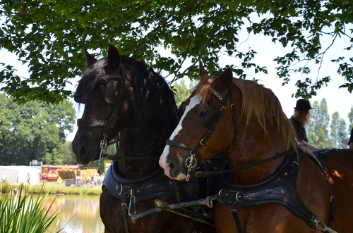 Fête d'antan de Campénéac