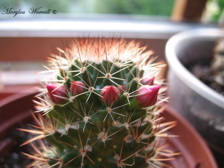 Mes cactus