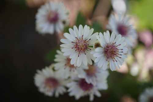 Aster 'La Source'