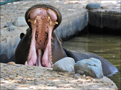 Photo d'Hippopotame du Zoo de la Palmyre
