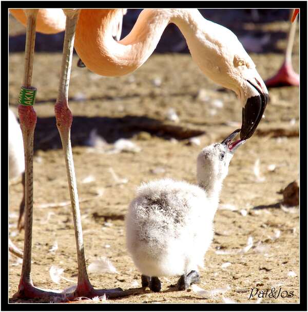 Flamant rose