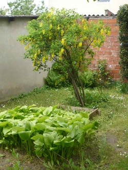 fleurs et arbustes au jardin 