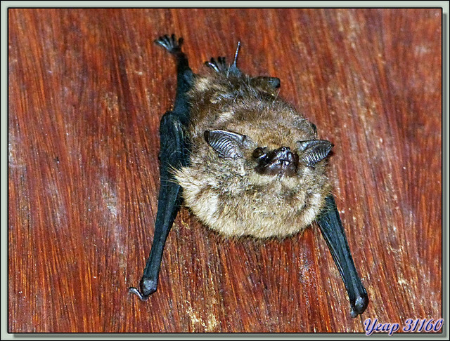 Blog de images-du-pays-des-ours : Images du Pays des Ours (et d'ailleurs ...), Chauve-souris Lesser sac-winged bat (Saccopteryx leptura) - Tortuguero - Costa Rica