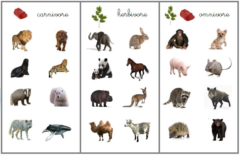 animaux omnivores
