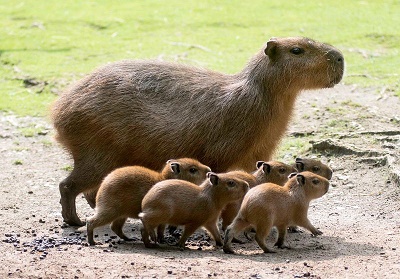 Le capybara ... 