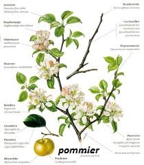 pommier