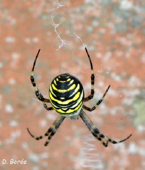 Une araignée