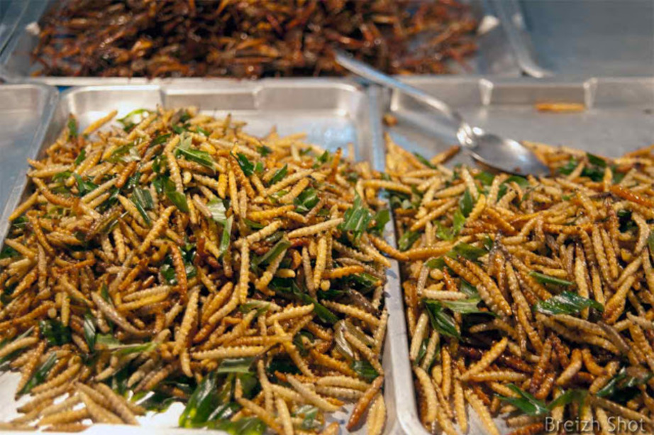 Chenilles  bombyx, ver à soie , sur un étalage - marché d'Ayutthaya