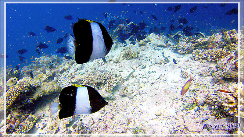 Poisson-papillon pyramide noir ou Papillon jaune et blanc, brown-and-white butterflyfish or black pyramid butterflyfish (Hemitaurichthys zoster) - Kuda Faru Thila - Atoll d'Ari - Maldives