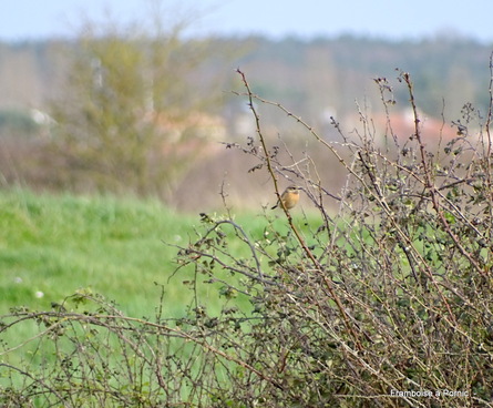 oiseaux Marais de Millac - Bourgneuf en retz - 44 -