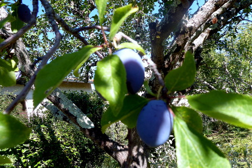 Les prunes !