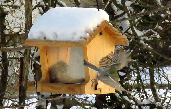 Les oiseaux du jardin durant l'hiver 2020-2021