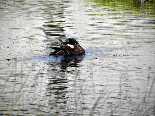 Les canards du parc