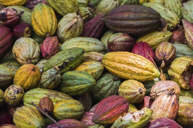 Le cacao pourrait freiner le déclin cognitif