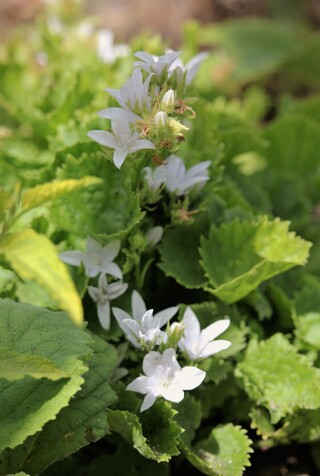  campanules blanches