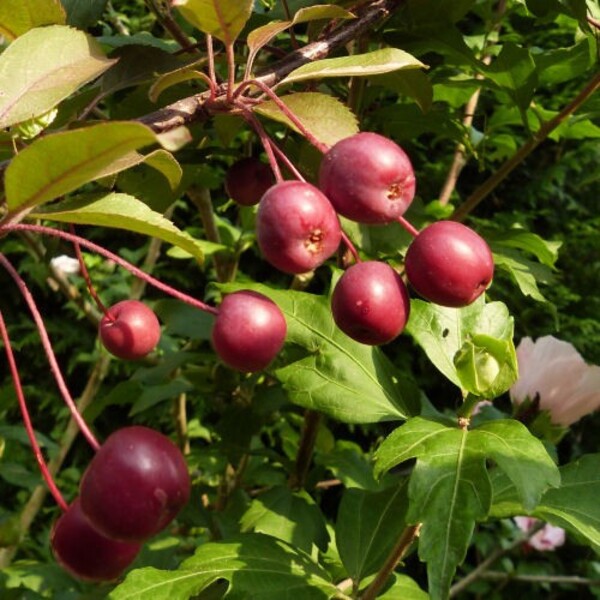 malus coccinella - pommes