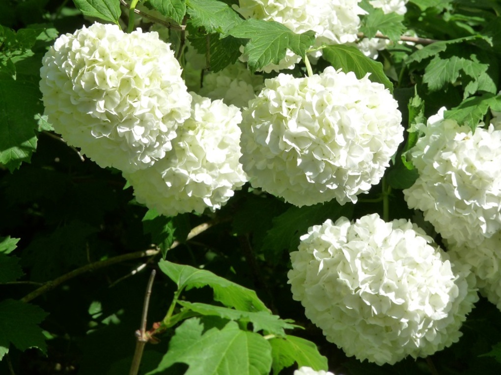 Boules de neige