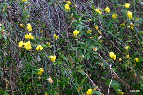 Les fleurs jaunes du jasmin (2)