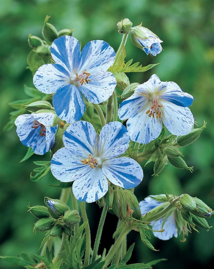 Des fleurs qui feront de votre jardin un paradis bleu