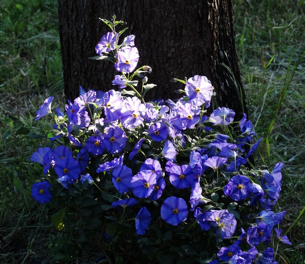 Mon nouveau solanum bleu...