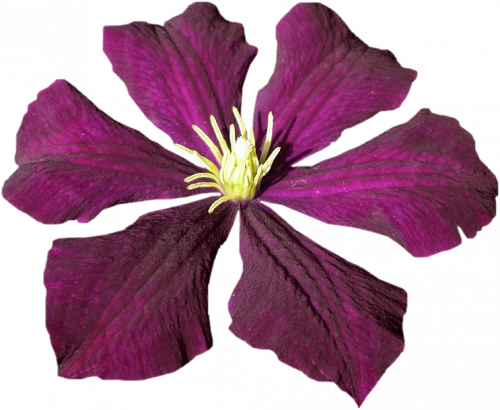 Tubes Fleurs - Divers