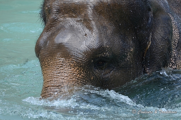 La nation des éléphants 