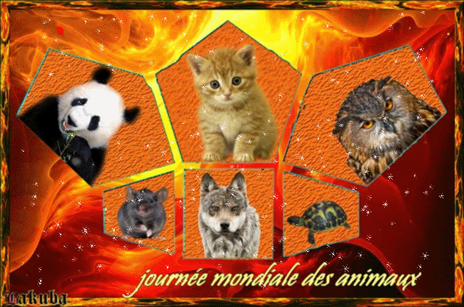 WEEK-END DES ANIMAUX