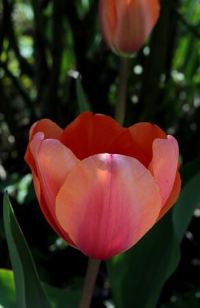 Les tulipes du jardin médiéval (1/2)
