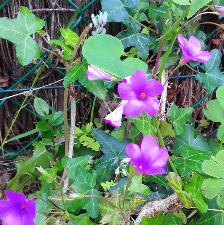  petite oseille  ( oxalis )  ( fleurs sauvages )