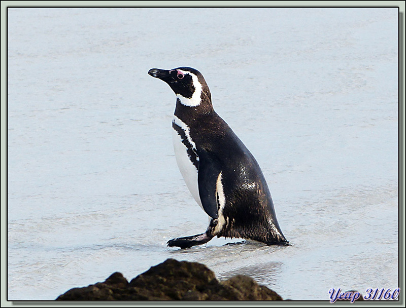 Le bain de pattes du Manchot de Magellan (Spheniscus magellanicus) - Volunteer Point - Falkland Islands, Iles Malouines, Islas Malvinas