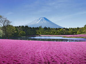 story life trains mount fuji japan flowers spring