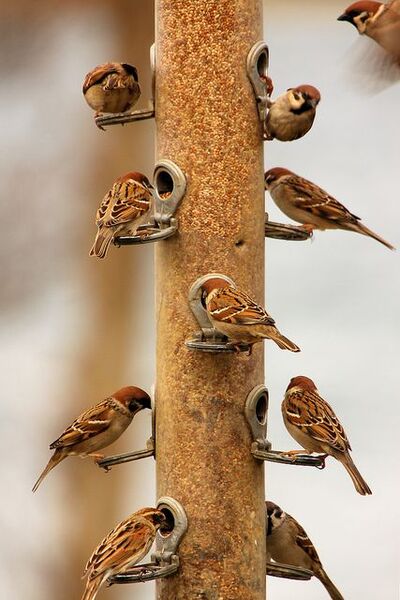 Petits oiseaux