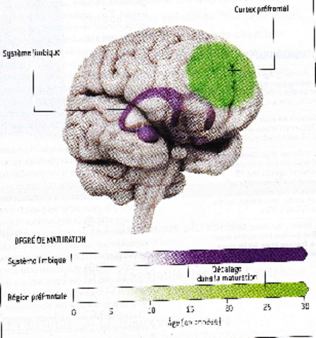 La plasticité du cerveau des jeunes.