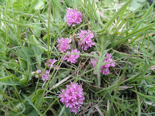 Fleurs roses