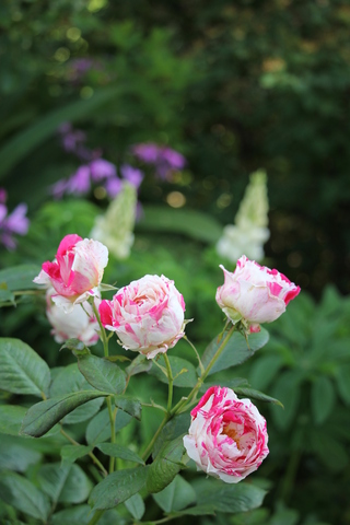 rose Scentimental de Sunflor