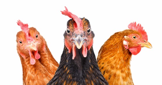 Nuisances sonores : quand les poules caquettent ! - Soussens Avocats
