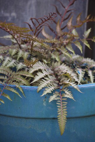 fougère femelle Athyrium niponicum 'Metalicum'