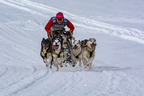 Course de chien de traineau à Inzell (Allemagne) 2017.jpg